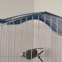 مرغ عشق نر و خوب