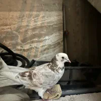 سلام ۴عدد کفتر گرفتنی از بلندی