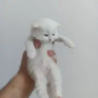 واگذاری گربه اسکاتیش جذاب