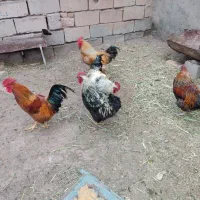 خروس|حیوانات مزرعه|نیشابور, شهرآرا|دیوار