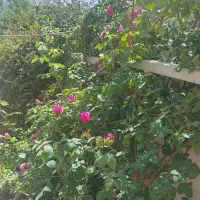 ویلایی دو خواب حیاط دل باز