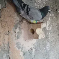 کبوتر پشت وسبز