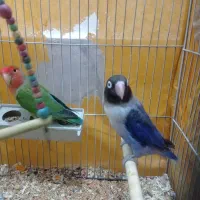 طوطی