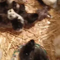 جوجه مرغ ۵روزه