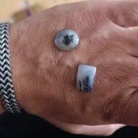 شجر سلیمانی