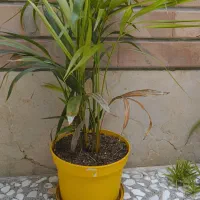 اریکا|گل و گیاه طبیعی|اصفهان, سودان|دیوار