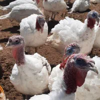 فروش بدون واسطه بوقلمون گوشتی