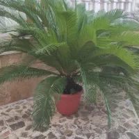 چهار عدد سیکاس
