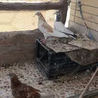 کبوتر،کفتر