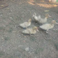 جوجه اردک خارجی