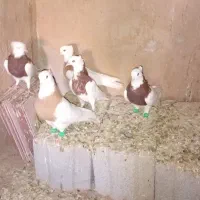 طوقی