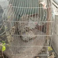 قفس پرنده بدون شکستگی