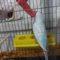 مرغ عشق