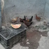 جوجه بومی