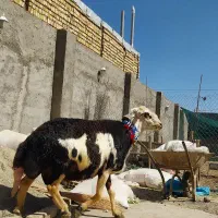 قورچ پلنگی