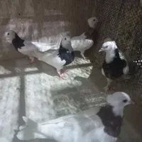 کبوترطوقی پاک بدون یه خال غلط