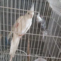 نرو ماده آلبینو و دوکت آلبینو