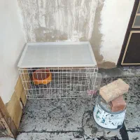 قفس جفت کن کبوتر