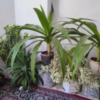 گل و گیاه خانگی با قیمت مناسب