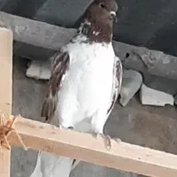 کبوتر بلندپرواز