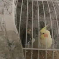 عروس هلندی