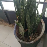 گل طبیعی سانسوریا