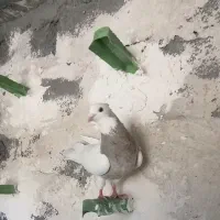کبوتر طوقی اجری نر