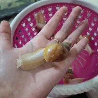 حلزون آچاتینا