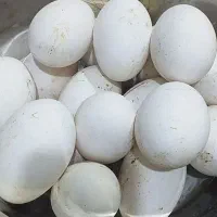 تخم غاز نطفه دار  ارگانیک درجه یک دونه ای 65