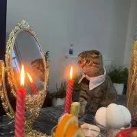 گربه اسکاتیش بیریتیش دبل فولد ۴ ماهه وسیلها کامل