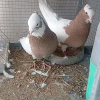 بهبهانی جفتی