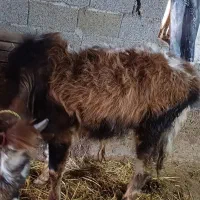 ورزاکوله نر