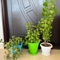 تعدادی گل طبیعی