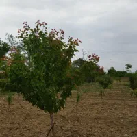 باغ همراه با آب