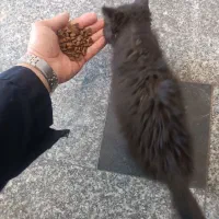 غذای گربه