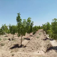 باغ فروشی تقاب