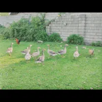 غاز