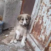 سگ رایگان