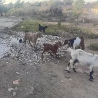 بز کره گوسفند