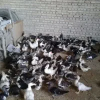حیوانات