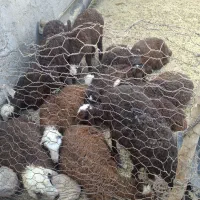 بره