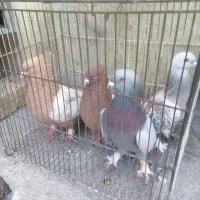 دوجفت کبوتر