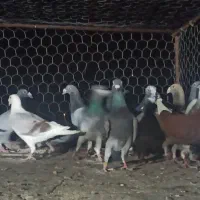 کبوتر المانی