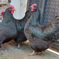 بهترین نژاد تخم گذار نژاد جهادی فقط جوجه موجود