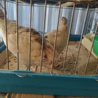 فروش بلدرچین