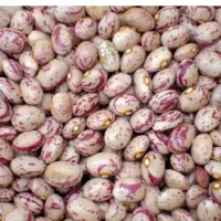 لوبیا چیتی درجه 1 تمیز شده دستی 250کیلو