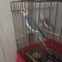 ...|پرنده|یزد, |دیوار