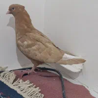 کفتر زرد دم سفید جوانه نر