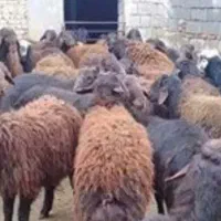 گوسفند قزل افشار و هترو