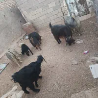 شش راس کولار جوان بفروش میرشد